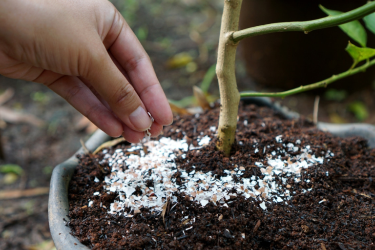 cascas de ovo plantas