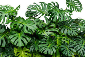 como cuidar de sua planta monstera