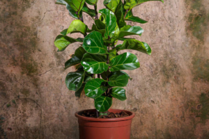 como cuidar da sua planta ficus lyrata