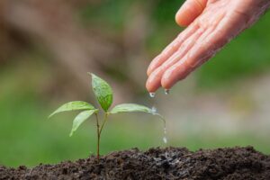 10 plantas fáceis de cuidar para deixar no seu apartamento