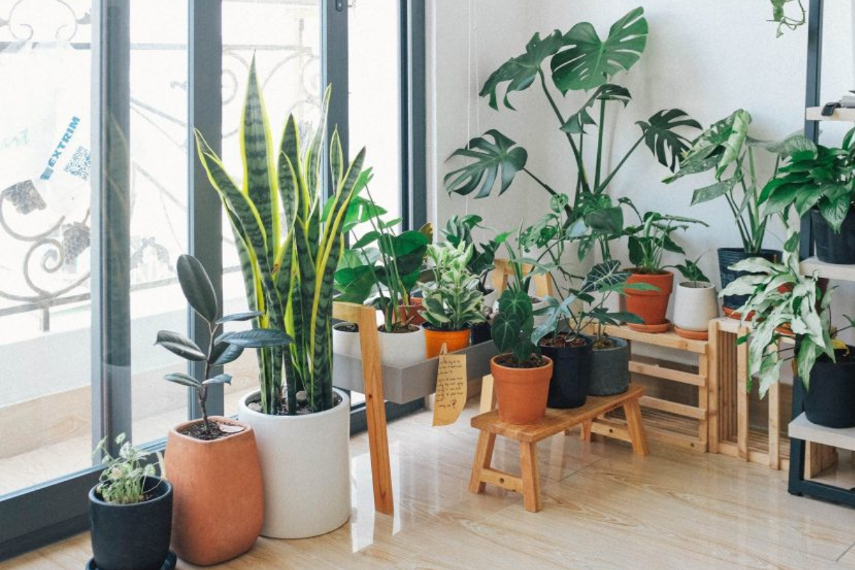 Decoração com plantas