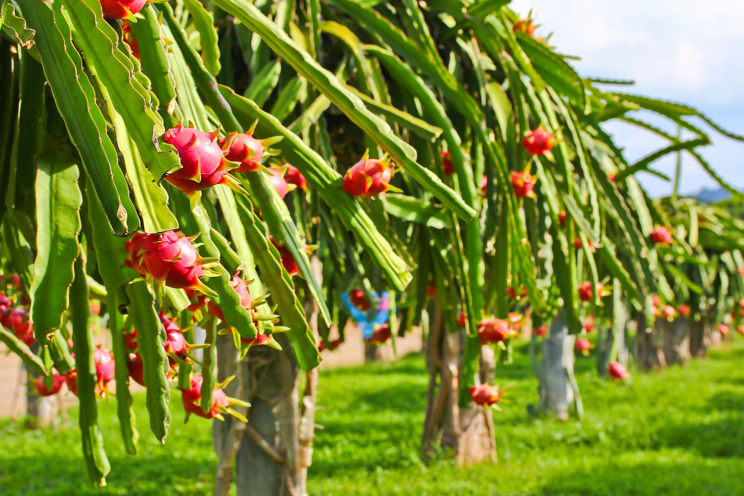 como cultivar pitaya