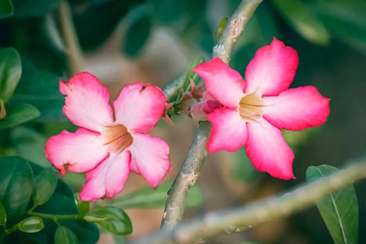 Rosa do deserto raiz aranha