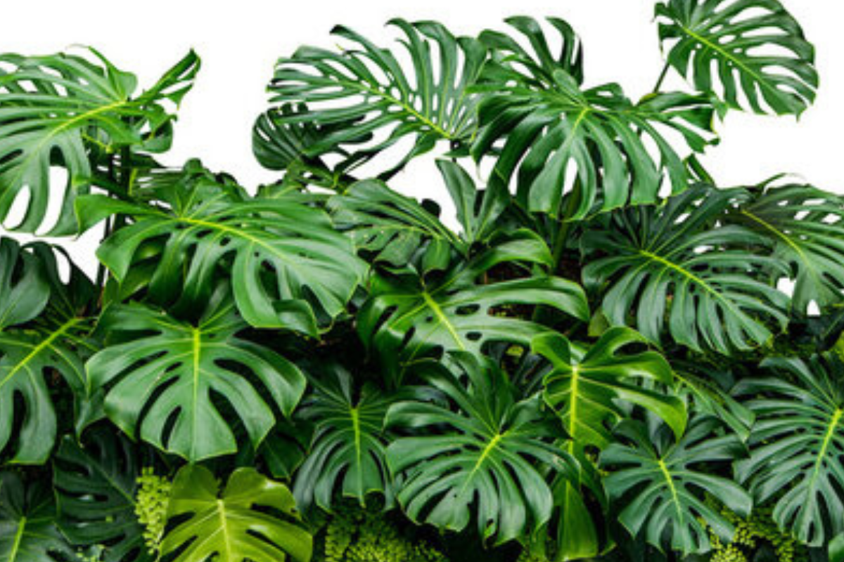 como cuidar de sua planta monstera