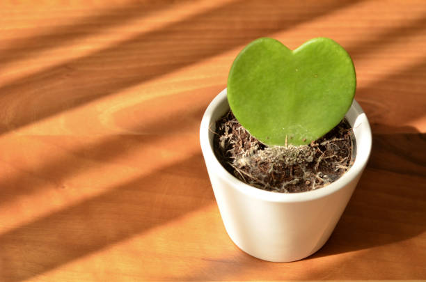 como cultivar a planta coração em casa