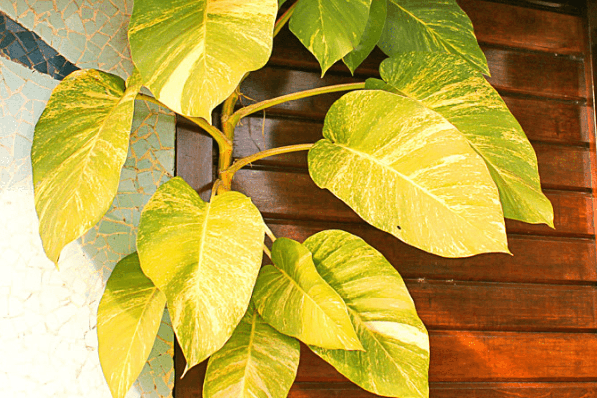 PLANTA JIBOIA AMARELA