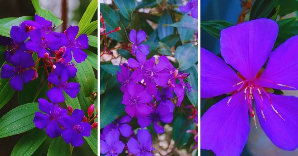 Quaresmeira carregada de flores