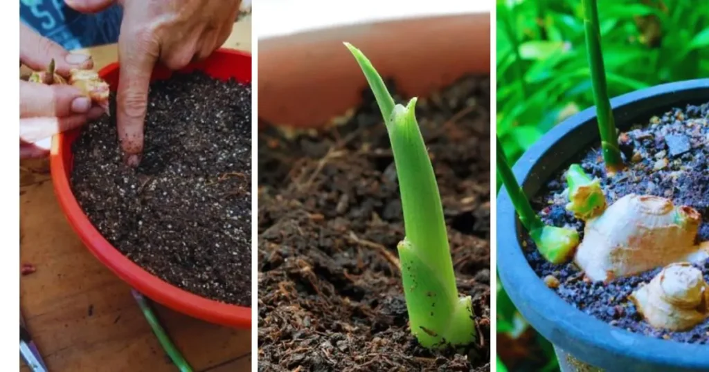 Como plantar gengibre em vaso