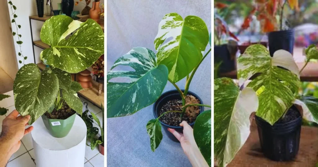 Costela de Adão variegata não cresce