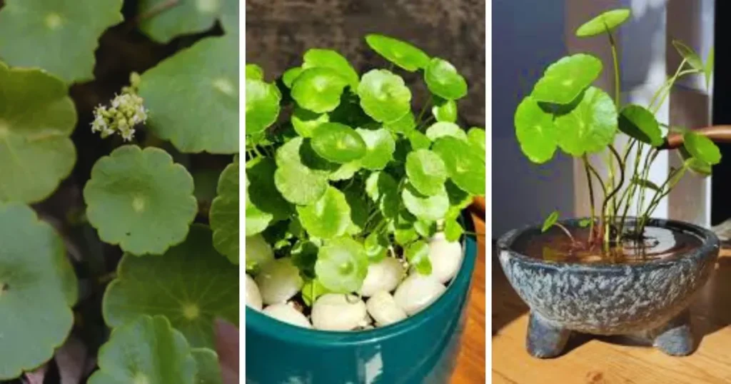 Cuidados com Hydrocotyle Vulgaris