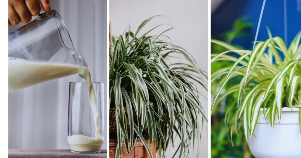 leite na planta-aranha