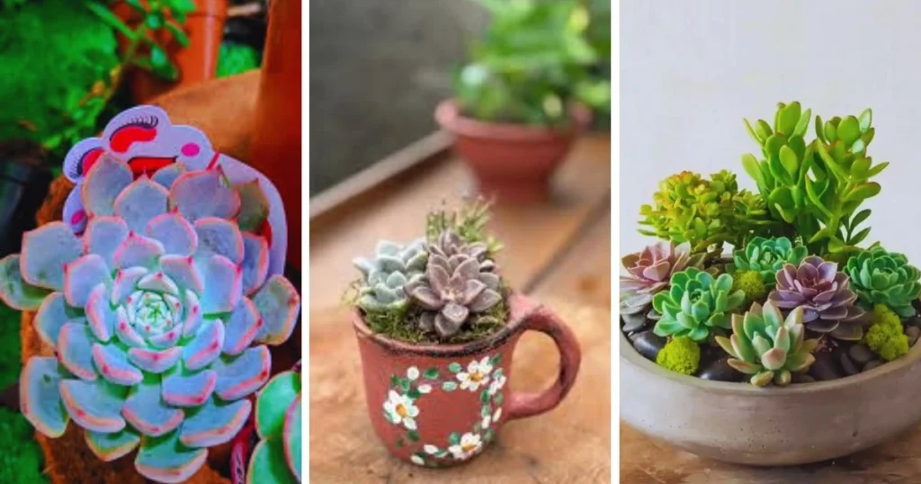 Suculentas que Representam Amor